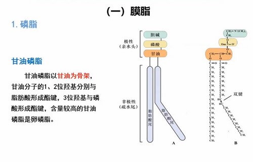 生物竞赛百度网盘（汇智2022寒假生物竞赛C1-1基础课）