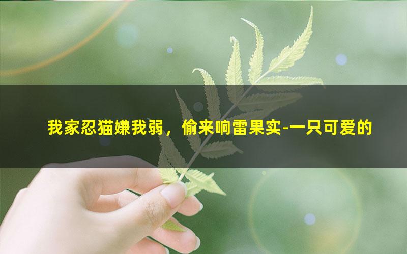 我家忍猫嫌我弱，偷来响雷果实-一只可爱的兔子.txt